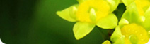 棗花蜂蜜原料