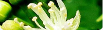 椴樹(shù)蜂蜜原料